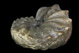 Unusual, Triassic Ammonite (Ceratites) Fossil - Germany #92588-1